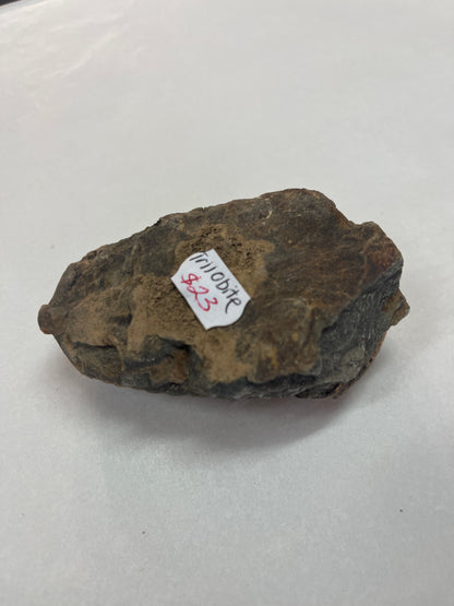 Trilobite Fossil