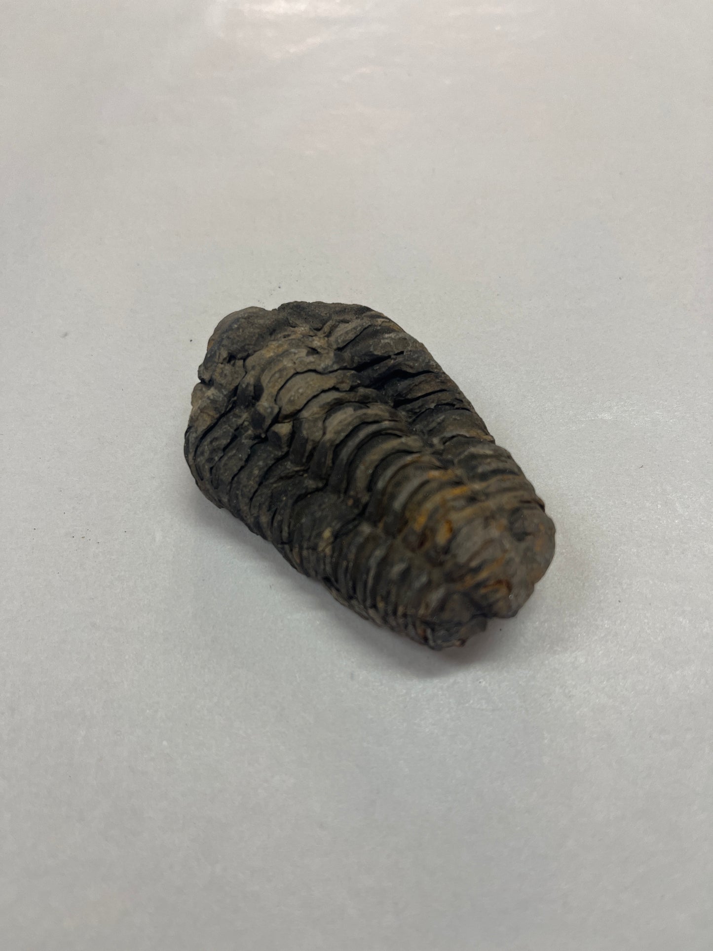 Tribolite