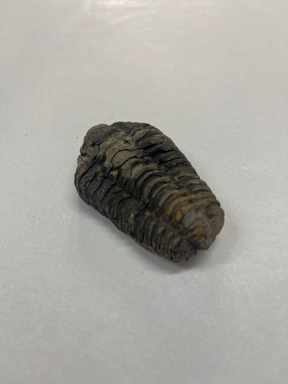 Tribolite