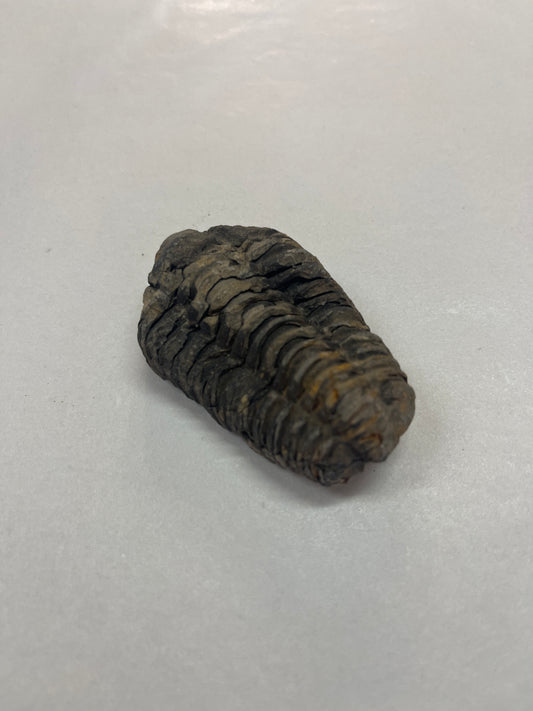 Trilobite Fossil