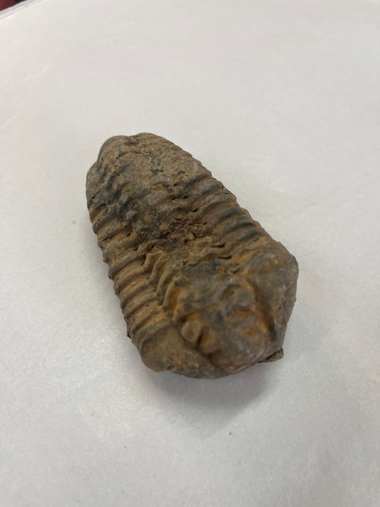 Trilobite Fossil
