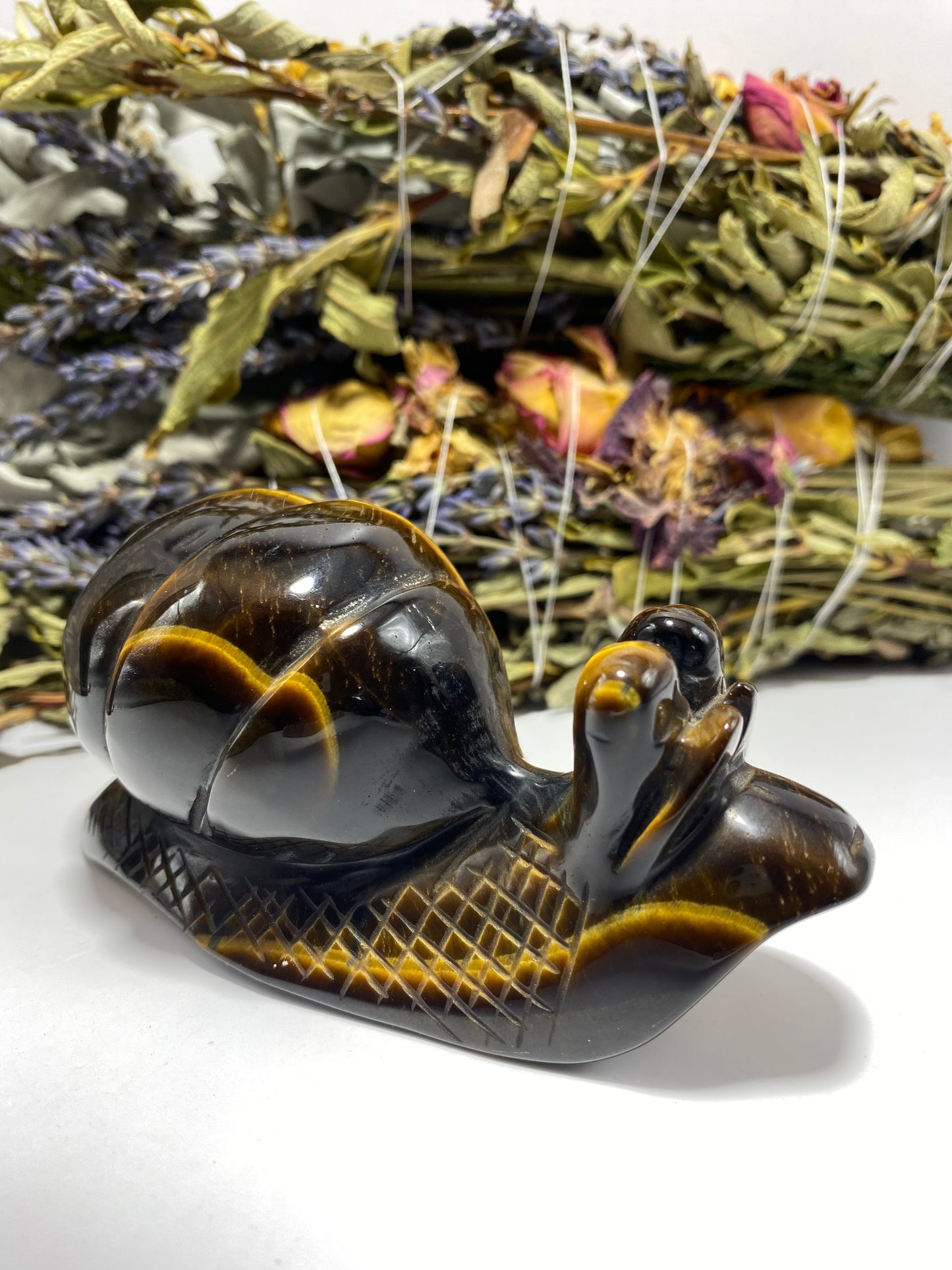 Tigers Eye Snail